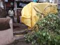 येरवड्यात झाडाची फांदी कोसळून एक जण गंभीर जखमी - Marathi News | One person was seriously injured when a tree fell off in Yerawada | Latest pune News at Lokmat.com