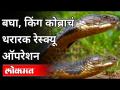तब्बल 8 फूट लांबीचा किंग कोब्रा | Rescue of King Cobra | India News - Marathi News | 8 feet long King Cobra | Rescue of King Cobra | India News | Latest maharashtra Videos at Lokmat.com