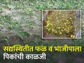 गारपीट नंतर फळ व भाजीपाला पिकांची घ्यावयाची काळजी - Marathi News | Care to be taken of fruit and vegetable crops after unseasonal rain and hailstorm | Latest agriculture News at Lokmat.com