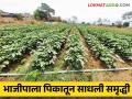 Vegetable Farming : भाजीपाला पिकातून साधली समृद्धी, दोन एकर शेतीतून आठ लाखांचे उत्पन्न  - Marathi News | Latest News Agriculture News Income of eight lakhs from two acres of vegetable farming | Latest agriculture News at Lokmat.com