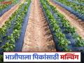 उन्हाळी भाजीपाला पिकात प्लास्टिक आच्छादन कराल तर हे होतील फायदे; वाचा सविस्तर - Marathi News | The benefits of plastic mulching in summer vegetable crops; Read in detail | Latest agriculture News at Lokmat.com
