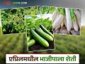 Vegetable Farming : एप्रिलमध्ये 'या' भाज्यांची लागवड करा अन् कमी दिवसांत चांगला नफा मिळवा! - Marathi News | Latest News Vegetable Farming Plant these vegetables in April and get good profits in short time | Latest agriculture News at Lokmat.com