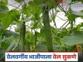 Vegetable Farming : भाजीपाल्याची वेल कशामुळे सुकते? सुकू नये म्हणून काय कराल? वाचा सविस्तर  - Marathi News | latest news vegetable farming causes vegetable vel to dry how to prevent Read in detail | Latest agriculture News at Lokmat.com