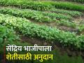 सेंद्रिय भाजीपाला पिकवा, शासनाचे अनुदान मिळवा - Marathi News | Grow organic vegetables, get government subsidies | Latest agriculture News at Lokmat.com