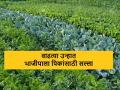 कृषी सल्ला : वाढत्या उन्हात भाजीपाला पिकांची घ्यावयाची काळजी, वाचा सविस्तर  - Marathi News | latest News Care of vegetable crops during growing summer, read in detail | Latest agriculture News at Lokmat.com