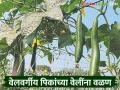 Smart Farming : उत्पादनात वाढीसाठी वेलींना वळण देणं आवश्यक, जाणून घ्या सविस्तर  - Marathi News | Latest News agriculture News necessary to rotate vines to increase production, know in detail | Latest agriculture News at Lokmat.com