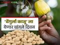 Kaju Udyog : 'एक जिल्हा एक उत्पादन' पुरस्कारासाठी सिंधुदुर्गची काजू प्रक्रिया उद्योगात निवड - Marathi News | Kaju Udyog : Sindhudurg selected for 'One District One Product' award in cashew processing industry | Latest agriculture News at Lokmat.com