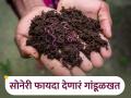माती समृद्ध करणाऱ्या गांडूळ खताच्या निर्मितीचे तंत्र - Marathi News | Vermicompost production technique that enriches soil | Latest agriculture News at Lokmat.com