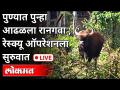 पुण्यात रानगव्याचे रेस्क्यू ऑपरेशन | गव्याला थेट जंगलात पाठवणार | Indian Bison in Pune | Pune News - Marathi News | Rangavya rescue operation in Pune | The cow will be sent directly to the forest Indian Bison in Pune | Pune News | Latest maharashtra Videos at Lokmat.com