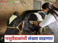 पदवीधारक पशुवैद्यकांसाठी आनंदाची बातमी; लवकरच ३ हजार पशुवैद्यकांची पदे भरणार - Marathi News | Good news for veterinarians with degrees; 3,000 veterinarian positions to be filled soon | Latest agriculture News at Lokmat.com