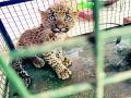 बिबट्याच्या छाव्याला ३० फूट खोल विहिरीतून सुखरूप काढले बाहेर - Marathi News | A leopard cub was safely pulled out of a 30 feet deep well | Latest amravati News at Lokmat.com