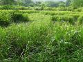 परतीच्या पावसाच्या तडाख्याने भातपीक आडवे - Marathi News | Paddy lying horizontally in return rains | Latest raigad News at Lokmat.com