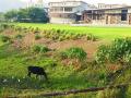 गोल्फ कोर्सवरील गवत सुकले - Marathi News | The grass on the golf course dried up | Latest navi-mumbai News at Lokmat.com