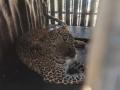 नाशिक जवळ लहवीत रोडवर बिबट्या पिंजऱ्यात जेरबंद - Marathi News | Leopard caged on Lahvit Road near Nashik | Latest nashik News at Lokmat.com