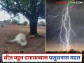 वीज कोसळून जनावर दगावल्यास शासन नियमांनुसार किती मदत मिळते? त्याचा कसा लाभ घ्यावा? - Marathi News | How much assistance is available under government rules if an livestock dies due to lightning? How can one avail of it? | Latest agriculture News at Lokmat.com