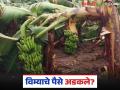 विमा भरला, पात्र ठरलो, तरीही विम्याचे पैसे मिळाले नाही, इथे करा तक्रार, झटक्यात मिळतील पैसे  - Marathi News | Latest news Keli Pik Vima Eligible after paying banana crop insurance, money not received | Latest agriculture News at Lokmat.com