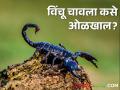 शेतकऱ्यांनो विंचू चावला कसे ओळखाल? कसा टाळाल विंचूदंश - Marathi News | How to recognize a scorpion bite? How to avoid scorpion sting | Latest agriculture News at Lokmat.com