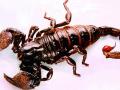 एकाच दिवशी तब्बल ३८ जणांना विंचूदंश - Marathi News | Scorpion kills 3 people a day | Latest ratnagiri News at Lokmat.com