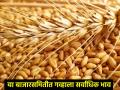 wheat Market today: गव्हाला राज्यात कसा मिळतोय बाजारभाव? इथे सर्वाधिक दर - Marathi News | | Latest agriculture News at Lokmat.com