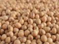 सोयाबीनच्या दरात घसरण, केंद्राने सोयाबीन केले आयात - Marathi News | Fall in the price of soybeans, the central goverment imported soybeans | Latest nashik News at Lokmat.com
