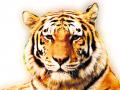 वन्य जीव सप्ताह विशेष - निसर्गाच्या संतुलनासाठी प्राण्यांची गरज - Marathi News | Wildlife Week Special - Animals need for balance of nature | Latest raigad News at Lokmat.com