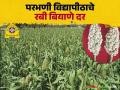 परभणी कृषी विद्यापीठ विकसित रबी बियाणे विक्री १७ सप्टेंबरपासून; कोणत्या बियाण्याला किती दर? - Marathi News | Parbhani Agricultural University developed Rabi crop seeds to be sold from September 17; What is the price of which seeds? | Latest agriculture News at Lokmat.com