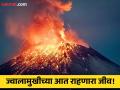खूप उष्णता असूनही ज्वालामुखीच्या आत राहतो 'हा' जीव, जाणून घ्या कसा जगतो तो! - Marathi News | Which creature lives inside the volcano, know how it survives | Latest jarahatke Photos at Lokmat.com