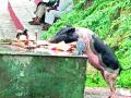 साहेब... काकस्पर्शाऐवजी होतोय वराहस्पर्श - Marathi News | Saheb ... lots of pig appear in smashanbhumi | Latest pune News at Lokmat.com