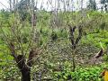 वसईतील फुलशेती धोक्यात, पावसामुळे झाडांचे नुकसान - Marathi News |  Flowers in Vasai under threat, loss of trees due to rain | Latest vasai-virar News at Lokmat.com