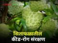 Custard Apple : थ्रिप्स, मावा अन् पिठ्या ढेकूण; असं करा सिताफळातील कीड-रोगांचे एकात्मिक व्यवस्थापन - Marathi News | Custard Apple Thrips, fruit and pitta lumps; Do so Integrated Management of Pests and Diseases in Sitafruit | Latest agriculture News at Lokmat.com