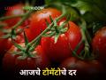Tomato Rates : संगमनेर बाजारात टोमॅटोची सर्वाधिक आवक; किती मिळतोय दर? - Marathi News | Tomato Rates Maximum arrival of tomatoes in Sangamner market How much is rate? | Latest agriculture News at Lokmat.com