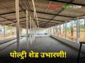 Poultry Shed : पोल्ट्रीसाठी शेड बांधताय? 'या' गोष्टी माहिती असायला हव्यात! - Marathi News | Poultry Shed Building a shed for poultry? 'These' things should be known! | Latest agriculture News at Lokmat.com