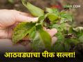Crop Advisory: पिकांची वाढीची अवस्था! शेतकऱ्यांनी अशी घ्या सोन्यासारख्या पिकांची काळजी - Marathi News | agriculture department Crop Advisory Growth stage of crops! Farmers should take care of crops | Latest agriculture News at Lokmat.com