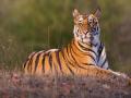 एकट्या चंद्रपूर जिल्ह्यात वाघांची संख्या अडीचशेच्या घरात - Marathi News | The number of tigers in Chandrapur district is around 250 | Latest chandrapur News at Lokmat.com