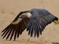 ‘निसर्ग’चा गिधाडांनाही फटका; वादळात झाडांबरोबर घरटी नष्ट - Marathi News | Nature cyclones blow to vultures too | Latest raigad News at Lokmat.com