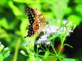 फुलपाखरू उद्यानाचे पर्यटकांना आकर्षण - Marathi News | Tourist attraction of the butterfly park | Latest raigad News at Lokmat.com