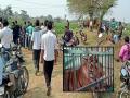 मिरचीच्या शेतात ठिय्या मांडून बसलेली वाघीण अखेर जेरबंद - Marathi News | The tigress sitting in the chilli field is finally captured | Latest bhandara News at Lokmat.com