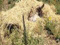 शेतातील जिवंत वीज तारांमध्ये अडकून वाघिणीचा मृत्यू - Marathi News | Tigress dies after being entangled in live power lines in farm | Latest chandrapur News at Lokmat.com