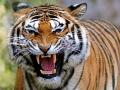 झुडुपातून हुसकावल्याने वाघाचा जमावावर हल्ला; दोघे गंभीर जखमी - Marathi News | The tiger attacks the crowd after being chased away from the bush | Latest chandrapur News at Lokmat.com