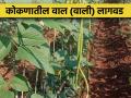 'वाली' शेंगवर्गीय भाजी लागवड ठरत आहे फायदेशीर - Marathi News | Cultivation of 'Wali' leguminous vegetable is proving profitable | Latest agriculture News at Lokmat.com