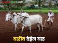 Kharif वळवाच्या पावसाने खरीप हंगाम होईल का? वेळेत सुरू - Marathi News | The Kharif season will start on time with the monsoon rains | Latest agriculture News at Lokmat.com