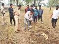 भटक्या कुत्र्यांनी अर्भकाचा मृतदेह उकरून काढल्याने खळबळ - Marathi News | A stir after stray dogs dug up the body of an infant | Latest chhatrapati-sambhajinagar News at Lokmat.com