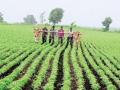 खरीप हंगामातील पिकांची वाढ समाधानकारक! - Marathi News | Kharif crops are satisfactory for growth! | Latest vashim News at Lokmat.com