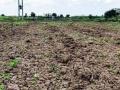 सोयाबीन बियाणे न उगवल्याच्या जिल्ह्यात १६६२ तक्रारी - Marathi News | 1662 complaints of non-germination of soybean seeds in the district | Latest buldhana News at Lokmat.com