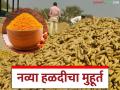 Turmeric Market: नवी हळद 'या' बाजारात दाखल; काय मिळाला भाव ते वाचा सविस्तर - Marathi News | latest news Turmeric Market: New turmeric 'Ya' has entered the market; Read the price in detail | Latest agriculture News at Lokmat.com