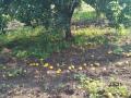 मुंगळा परिसरात संत्रा बागेचे नुकसान - Marathi News | Damage to orange orchard in Washim district | Latest vashim News at Lokmat.com