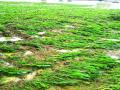 अतिवृष्टीमुळे ३२०० हेक्टरवरील खरीप पिकांचे नुकसान - Marathi News | Damage to kharif crops on 3200 hectares due to heavy rains | Latest vashim News at Lokmat.com