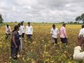 धुक्यामुळे पिवळ्या पडलेल्या सोयाबीन पिकाची पाहणी - Marathi News | Inspection of soyabean crop in Washim district | Latest vashim News at Lokmat.com