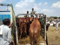 जनावरांची निर्दयतेने वाहनात कोंबून वाहतूक; कायद्याची पायमल्ली   - Marathi News | Transport of animals by cruelty in washim | Latest vashim News at Lokmat.com