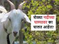काय सांगताय! या गावांमधील शेळ्या चक्क नदीच्या पाण्यावरून चालत आहेत? - Marathi News | Goats in Kothure and other villages of Niphad are walking on river water water | Latest agriculture News at Lokmat.com